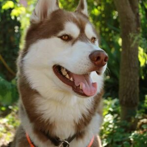 May include: A brown and white Siberian Husky dog with amber eyes, wearing an orange harness and a dog tag. The dog is panting with its tongue out, set against a blurred green background of trees and foliage.