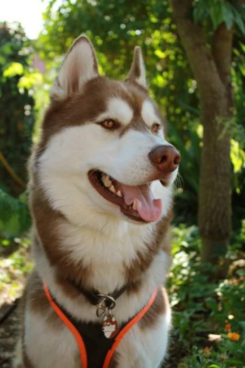 May include: A brown and white Siberian Husky dog with amber eyes, wearing an orange harness and a dog tag. The dog is panting with its tongue out, set against a blurred green background of trees and foliage.