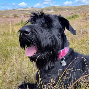 May include: A black Giant Schnauzer dog with a pink and blue collar and a silver tag is lying in tall grass. The dog has its tongue sticking out and is looking to the right.