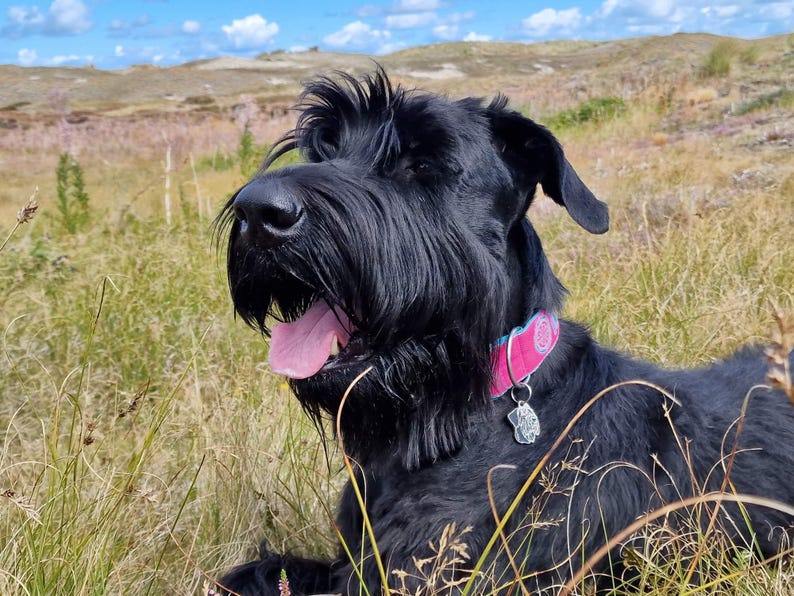 May include: A black Giant Schnauzer dog with a pink and blue collar and a silver tag is lying in tall grass. The dog has its tongue sticking out and is looking to the right.