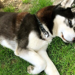 May include: A Siberian Husky dog with black, brown, and white fur is lying on green grass. The dog has blue eyes and is wearing a black collar with a small tag. The dog is relaxed and appears to be enjoying the outdoors.