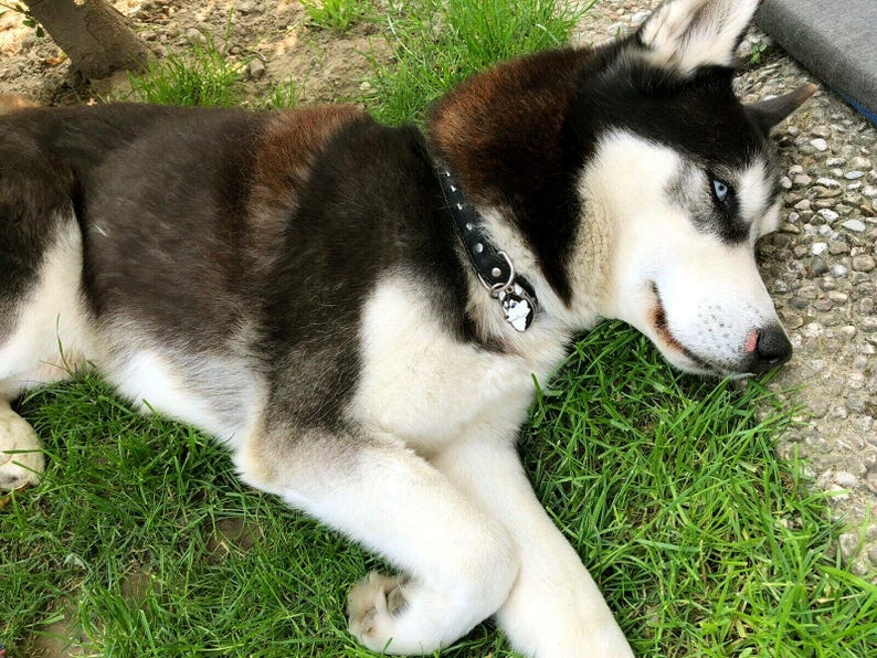 May include: A Siberian Husky dog with black, brown, and white fur is lying on green grass. The dog has blue eyes and is wearing a black collar with a small tag. The dog is relaxed and appears to be enjoying the outdoors.