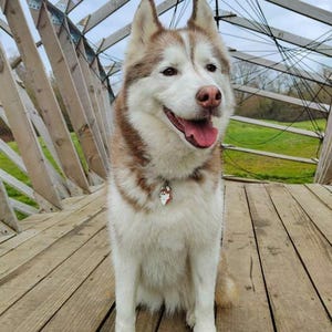 May include: A happy Siberian Husky with brown and white fur sits on a wooden deck. The dog wears a small tag and has its tongue out. The background includes a wooden structure and green grass.
