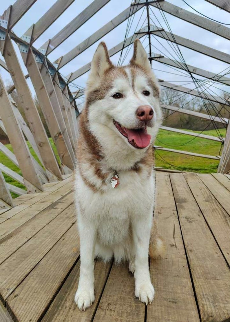 May include: A happy Siberian Husky with brown and white fur sits on a wooden deck. The dog wears a small tag and has its tongue out. The background includes a wooden structure and green grass.
