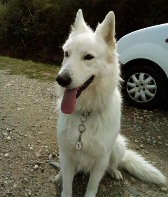 Pendentif Pour Le Chien Berger Blanc Suisse