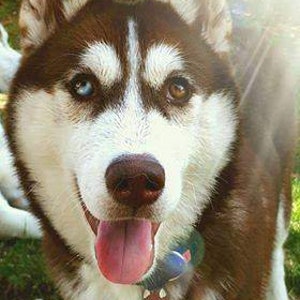 May include: A close-up of a Siberian Husky dog with brown and white fur, and one blue and one brown eye. The dog is wearing a collar with a tag and has its tongue out. The dog is outdoors in a grassy area.