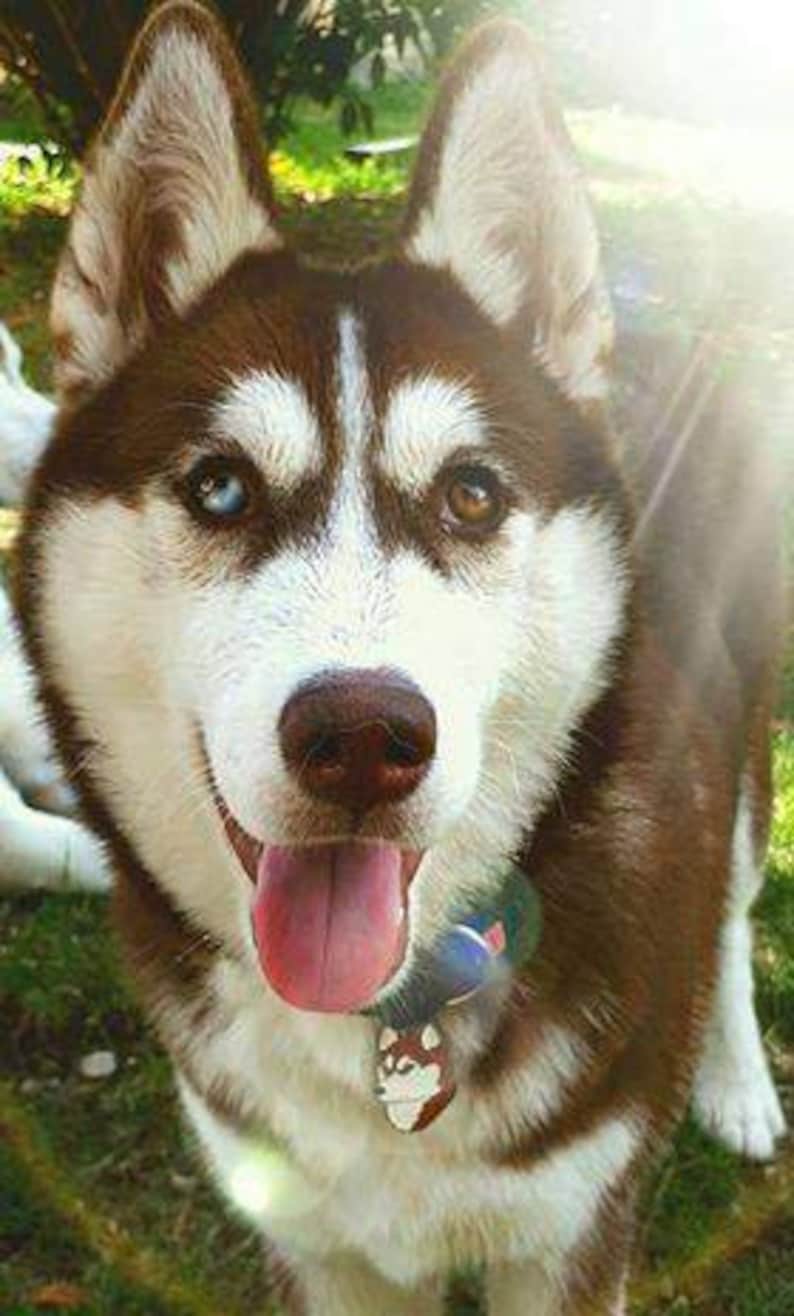 May include: A close-up of a Siberian Husky dog with brown and white fur, and one blue and one brown eye. The dog is wearing a collar with a tag and has its tongue out. The dog is outdoors in a grassy area.