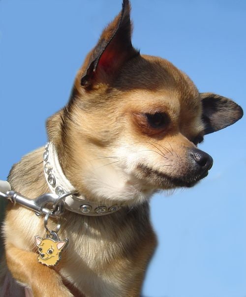 MJAVHOV placas identificativas para Chihuahua - España