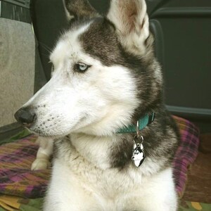 May include: A Siberian Husky dog with striking blue eyes and a black and white coat. The dog wears a green collar with a dog tag. The dog is lying down on a patterned blanket.