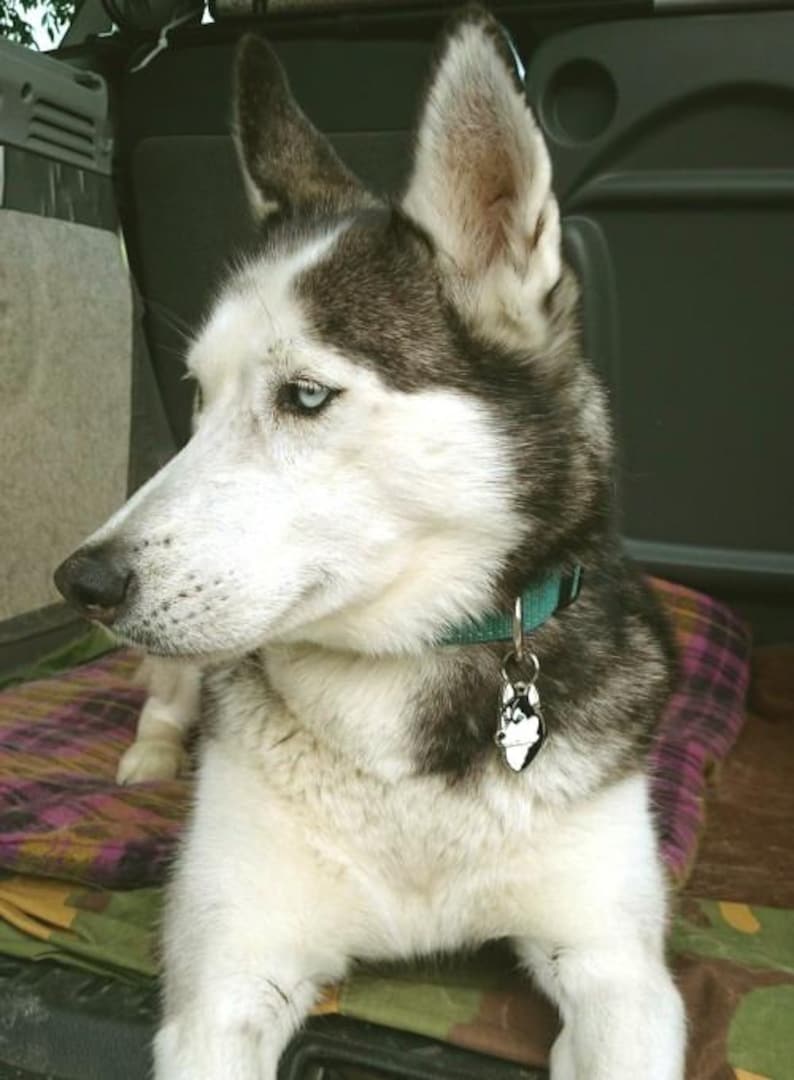 May include: A Siberian Husky dog with striking blue eyes and a black and white coat. The dog wears a green collar with a dog tag. The dog is lying down on a patterned blanket.