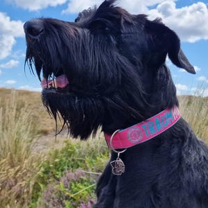 May include: A black Schnauzer dog with a pink collar that says "Track Hound" in blue letters. The dog is looking up and has its mouth open.