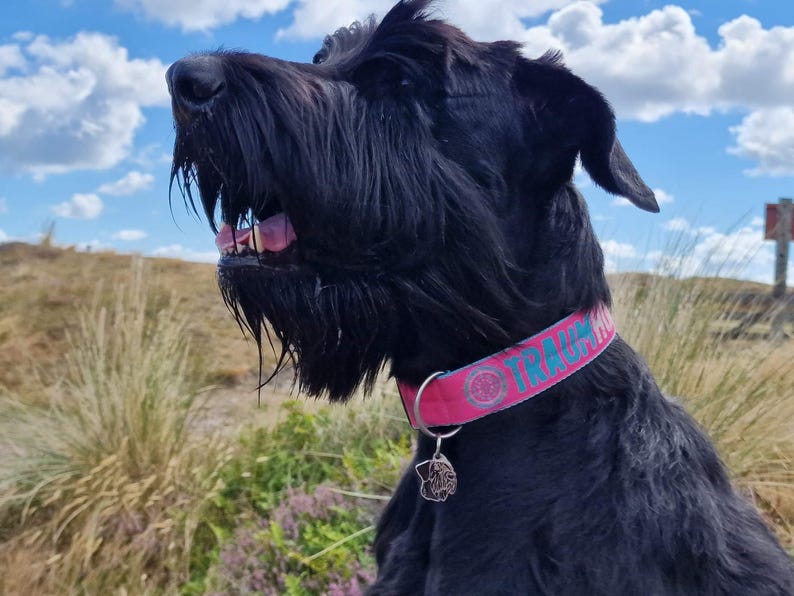 May include: A black Schnauzer dog with a pink collar that says "Track Hound" in blue letters. The dog is looking up and has its mouth open.