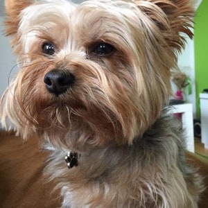 Puede incluir: Un peque&ntilde;o Yorkshire Terrier marr&oacute;n y blanco con pelo largo y desgre&ntilde;ado. El perro lleva un collar plateado con un dije de huella de pata.