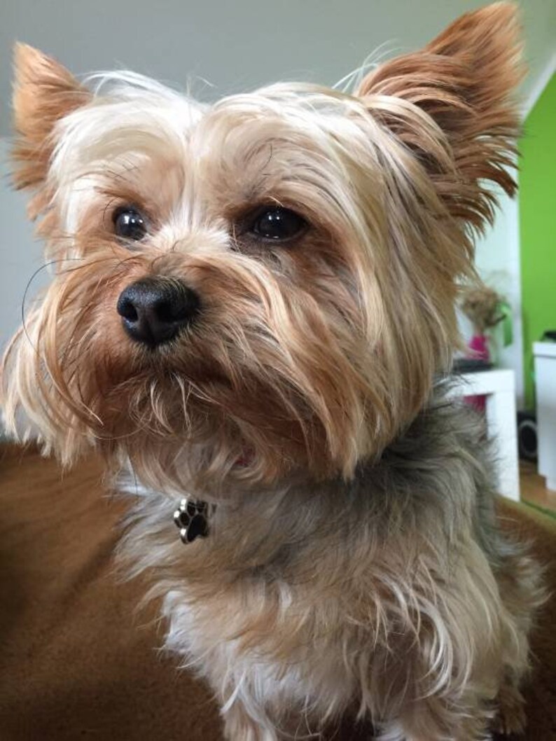 Puede incluir: Un peque&ntilde;o Yorkshire Terrier marr&oacute;n y blanco con pelo largo y desgre&ntilde;ado. El perro lleva un collar plateado con un dije de huella de pata.