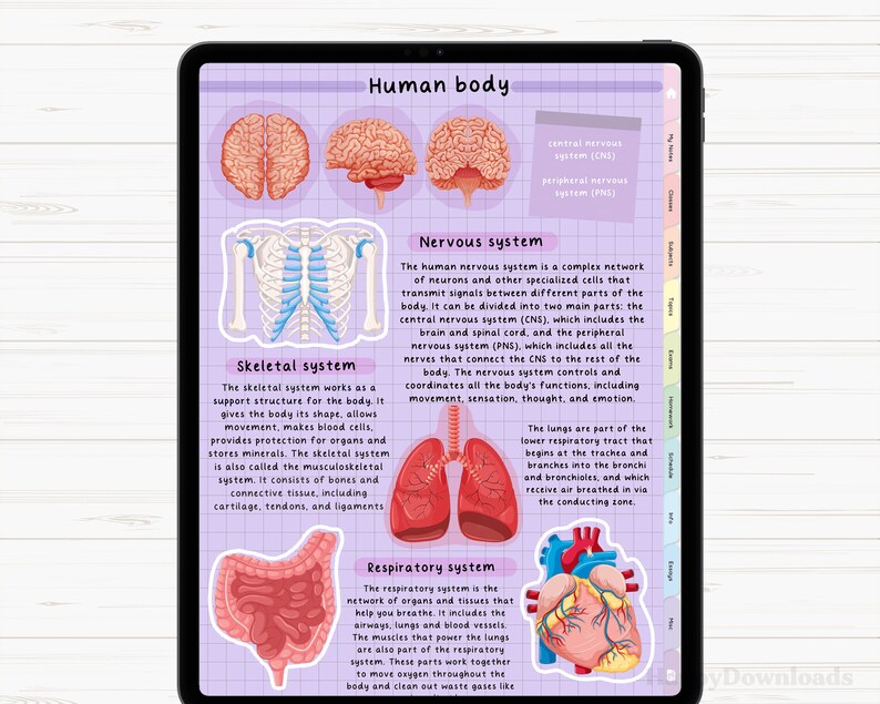 May include: An illustrated diagram of the human body, showing the skeletal, nervous, respiratory, and circulatory systems. The image includes labels for each system and highlights the major organs involved.