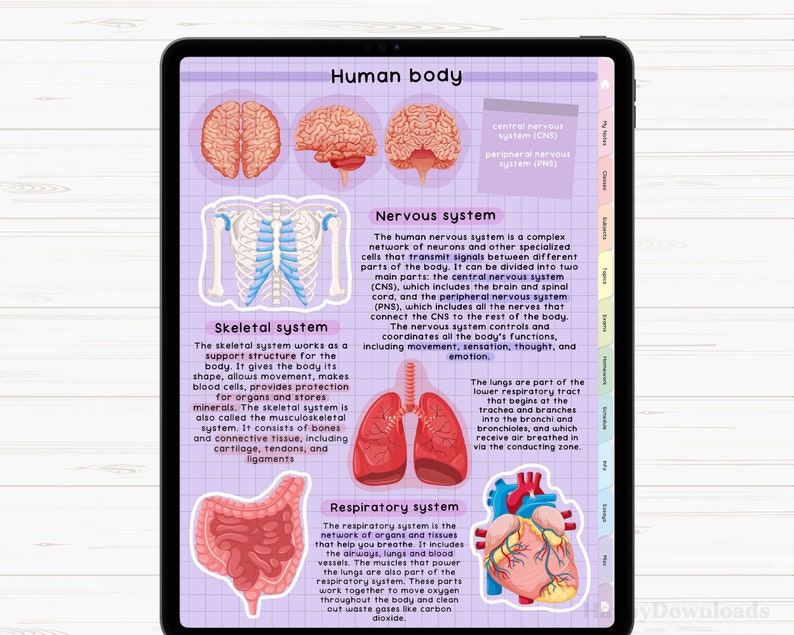 May include: An illustrated diagram of the human body, showing the skeletal, nervous, respiratory, and circulatory systems. The diagram is labeled with the names of each system and includes a brief description of each system's function.