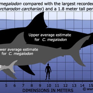 以下が含まれることがあります： メガロドン（C. megalodon）のサイズを、ホホジロザメ（Carcharodon carcharias）と人間と比較した図。図は、メガロドンのサイズの平均的な上限と下限を示しており、ホホジロザメよりもはるかに大きいことがわかります。図は、メートル単位で寸法が示されています。