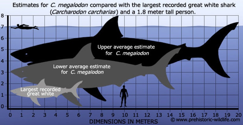 以下が含まれることがあります： メガロドン（C. megalodon）のサイズを、ホホジロザメ（Carcharodon carcharias）と人間と比較した図。図は、メガロドンのサイズの平均的な上限と下限を示しており、ホホジロザメよりもはるかに大きいことがわかります。図は、メートル単位で寸法が示されています。