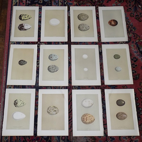 Authentic Antique 19th Century Hand Colored Egg Lithographs-Set of 12