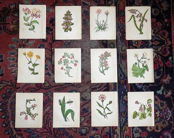 Antique 19th Century Anne Pratt Botanical Chromolithographs - Set of 12