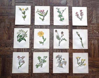 Antika botaniska kromolitografier från 1800-talet av Anne Pratt - Set om 12