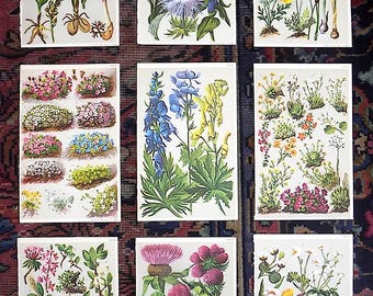 Antike authentische 19th Century Alpine Botanische Farblithographien - 9er Set
