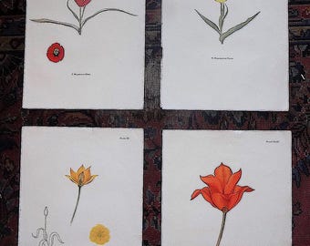 Litografías de tulipanes de tamaño folio, estilo vintage de mediados del siglo XX - Juego de 4
