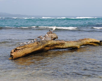 ORDEN SUPERIOR. Impresión fotográfica Giclee. Alta calidad. Arte. Decoración.