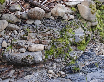 ENVUELTO EN MUSGO. Impresión fotográfica Giclee. Alta calidad. Arte. Decoración.