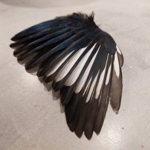 以下が含まれることがあります： 黒と白の羽根を持つ鳥の翼のクローズアップ。翼は広げられており、羽根が見えます。