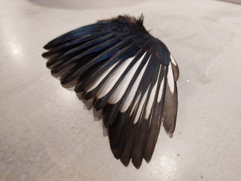 以下が含まれることがあります： 黒と白の羽根を持つ鳥の翼のクローズアップ。翼は広げられており、羽根が見えます。