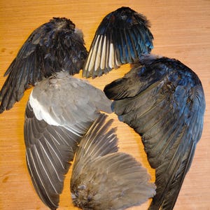 Op de afbeelding: Een verzameling vogelvleugels met diverse kleuren, gepresenteerd op een houten oppervlak. De vleugels tonen tinten van donkerblauw, zwart, grijs en bruin. De veren vertonen ingewikkelde patronen en texturen. De opstelling benadrukt de natuurlijke schoonheid van de vleugels.