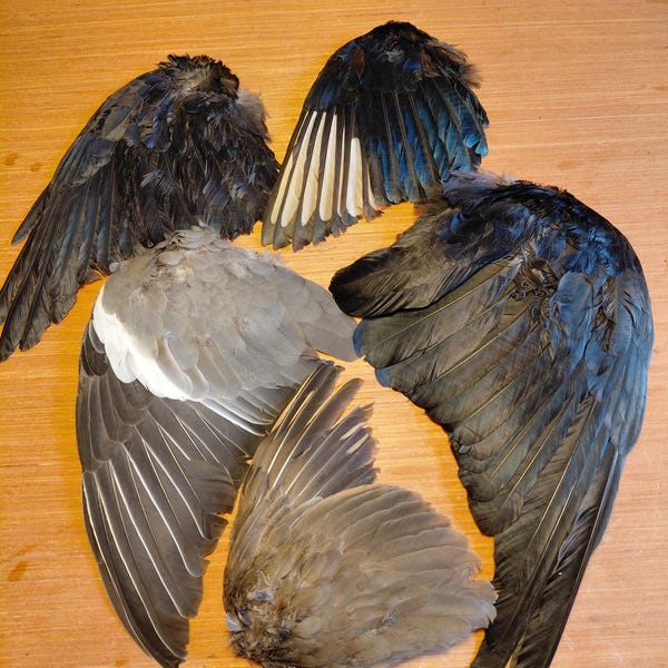 5 ailes d'oiseau corbeau pie pigeon choucas Perdrix corvidé taxidermie étude curo squelette oiseau corvidé