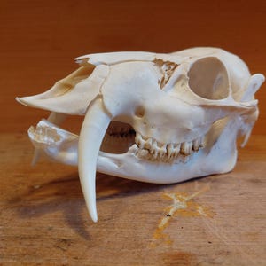 May include: A white animal skull featuring prominent, elongated upper canine teeth, a defined nasal cavity, large eye sockets, and a lower jaw with visible molars. The bone surface is smooth and off-white, showing natural anatomical structures.