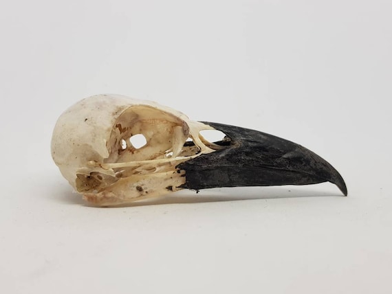 カラスの頭蓋骨 本物の天然 Corvus Carone ワタリガラス カラス科の