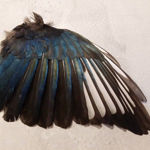 以下が含まれることがあります： 黒、白、青の羽根を持つ鳥の翼のクローズアップ。翼は広げられており、羽根が見えます。