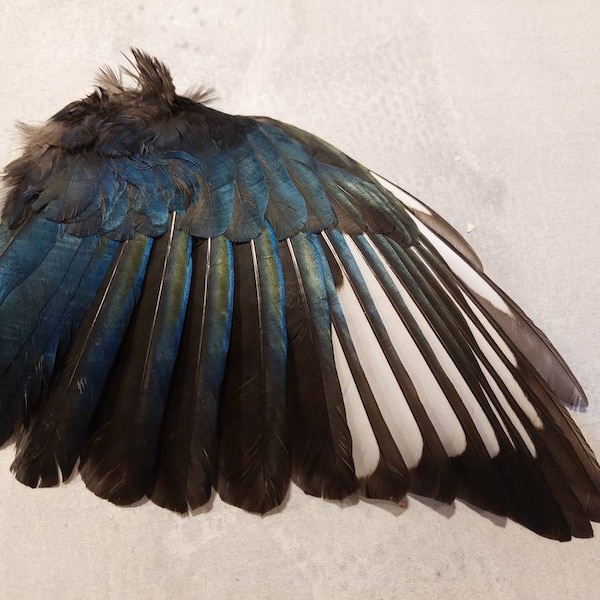 Vraie aile de pie corvidé taxidermie gothique étude Curo squelette oiseau corvidé plumes de corbeau picca picca