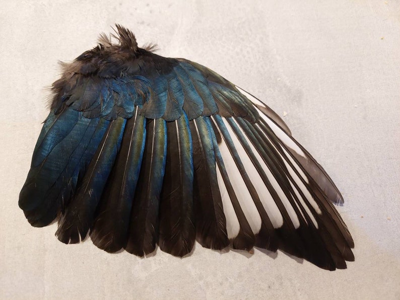 以下が含まれることがあります： 黒、白、青の羽根を持つ鳥の翼のクローズアップ。翼は広げられており、羽根が見えます。