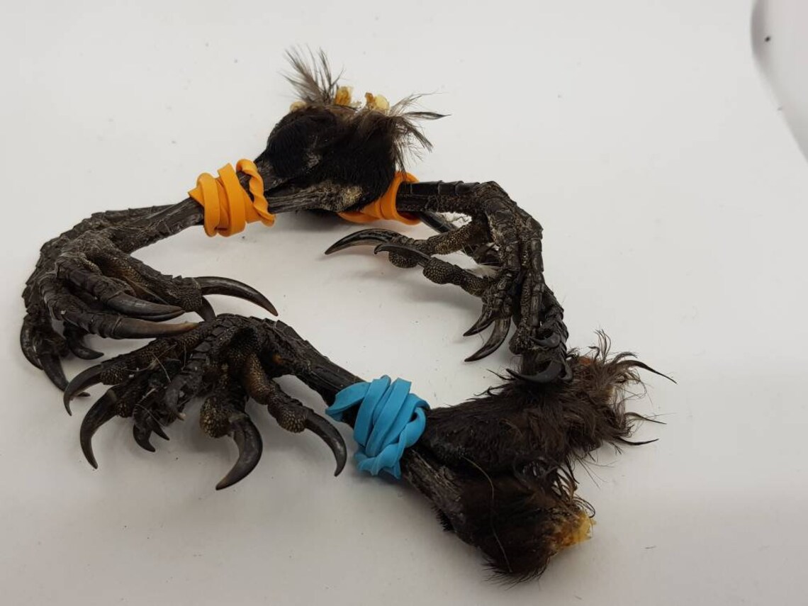 Real Carrion Crow feet talons claws Raven Corvid taxidermy Etsy