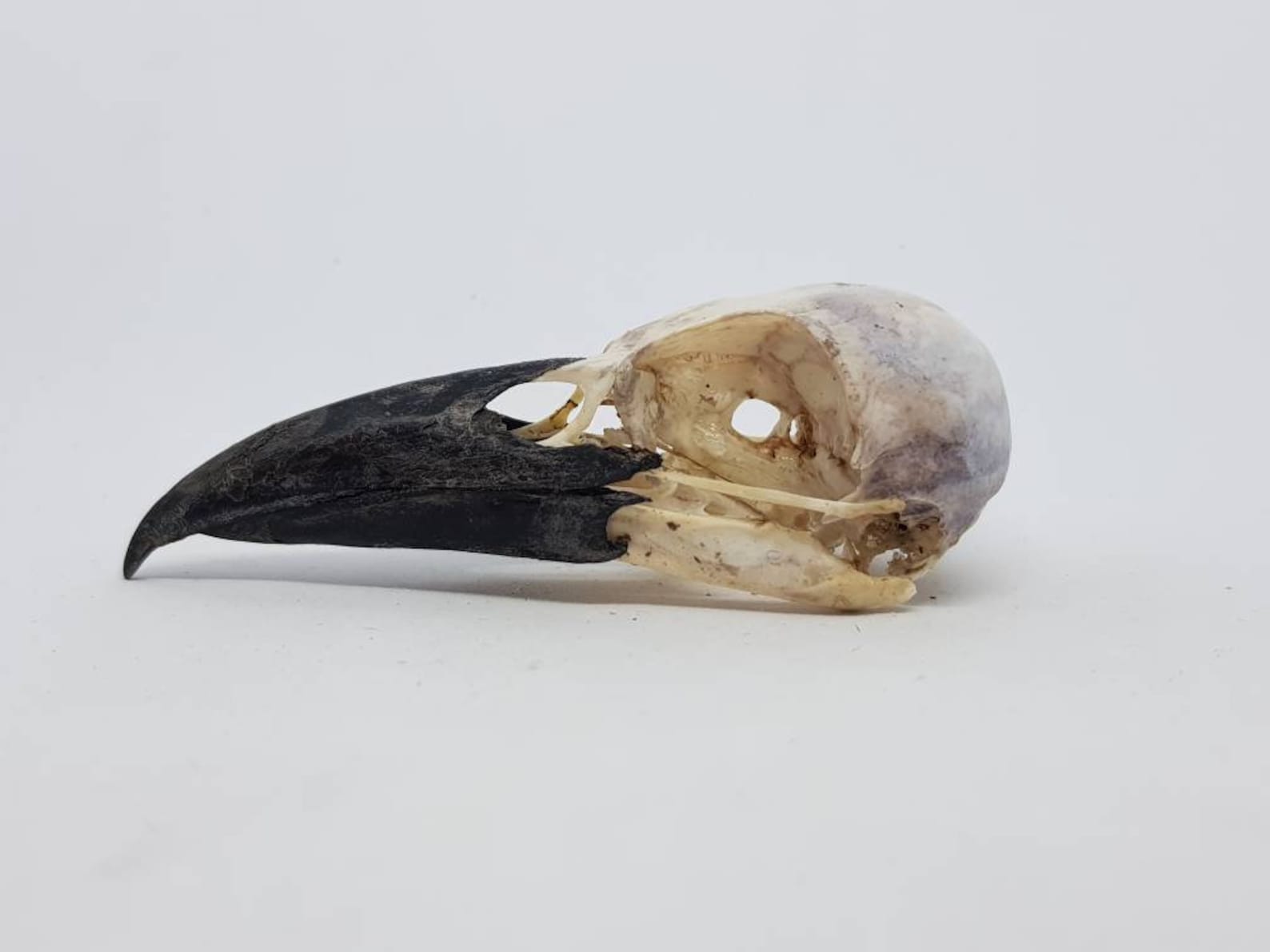 Crow Skull Real Natural Corvus Carone Raven Corvid Taxidermy - Etsy