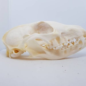 Fox skull + FREE Corvid bird skull taxidermy gothic weird Curo skeleton bone curiosity
