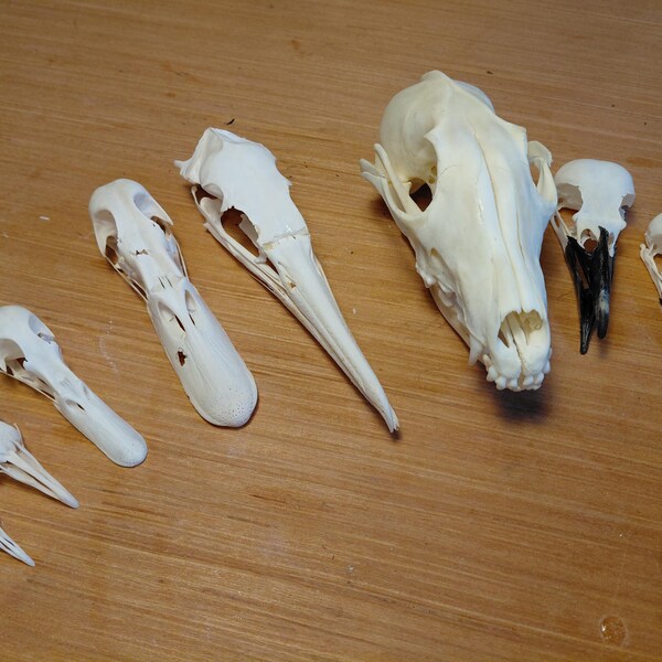 Totenkopf Set Krähe Elster Enten Krickerl Stockente Taube Fuchs Kormoran Vogel Knochen Set B