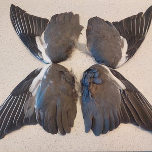May include: Four wings of a bird, spread out in a star shape. The wings are gray and white with black feathers.