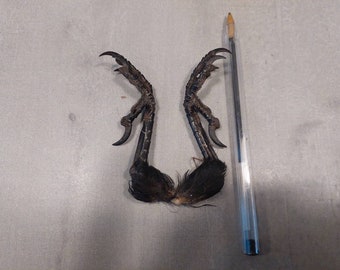 カラスの足跡 1 対の乾燥した爪 鉤爪 カラス科の剥製 ゴシック クロ 研究用 骨格 鳥 カラス科