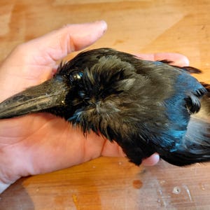 Kraaienschedelhoofd echt natuurlijk zwarte kraai raaf taxidermie gotisch raar Curo skelet vogel occult