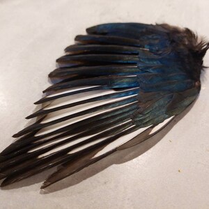 以下が含まれることがあります： 黒、白、青の羽根を持つ鳥の翼のクローズアップ。翼は広げられ、羽根は扇形に配置されています。