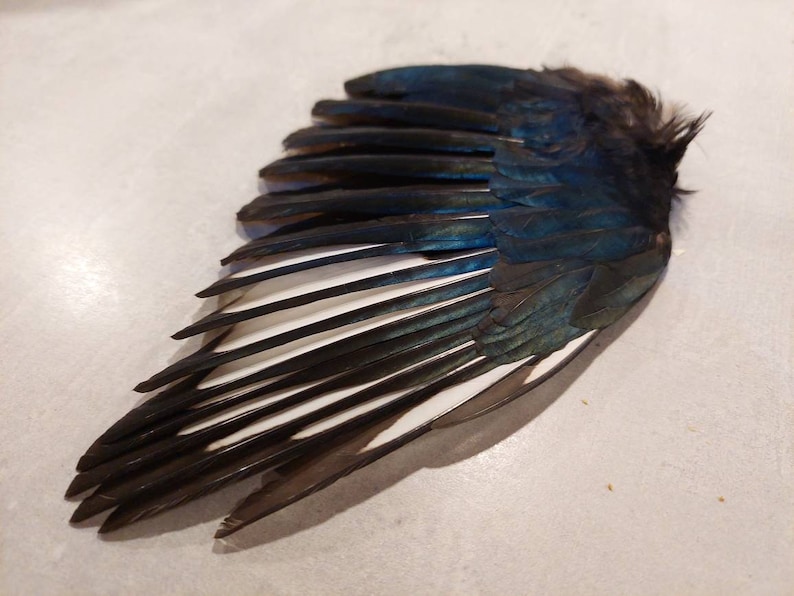 以下が含まれることがあります： 黒、白、青の羽根を持つ鳥の翼のクローズアップ。翼は広げられ、羽根は扇形に配置されています。