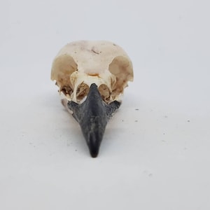 Magpie crow skull Pica pica taxidermy bird raven macabre gothic curiosity Wicca arts craft weird oddities image 8