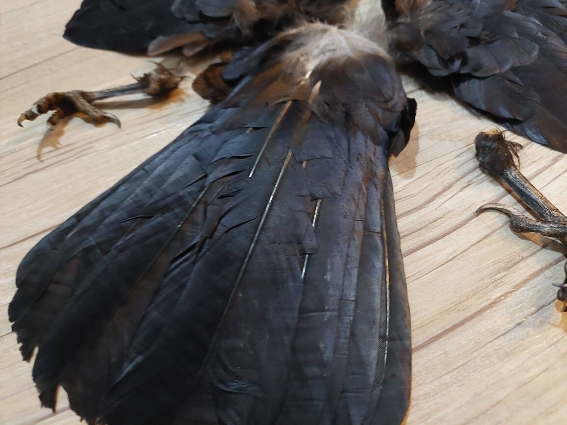 Real Crow Skull Wings Tail Feet Real Natural Carrion Rook Feathers ... - Rook Wing Feather Trimming For Disaster Relief