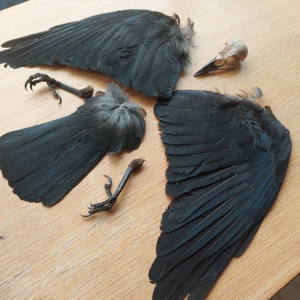 Jackdaw Crow skull wings tail feet Real natural Carrion Rook feathers corvid taxidermy gothic Curo study skeleton bird corvid Raven